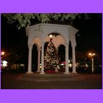 Tree In San Marco.jpg